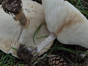 Tmavobělka bradavčitá - Melanoleuca verrucipes (Fr.) Singer