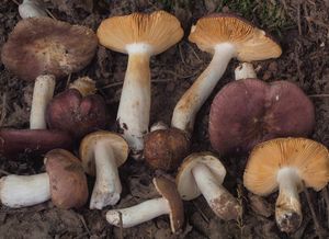 Holubinka habrová - Russula carpini R.Girard et Heinem.