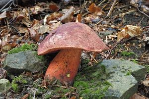 Hřib Moserův - Boletus rubrosanguineus