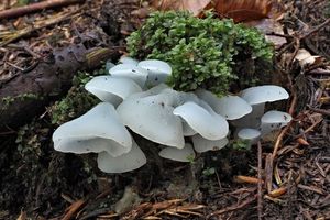 Rosolozub huspenitý - Pseudohydnum gelatinosum (Scop.) P. Karst. 1868