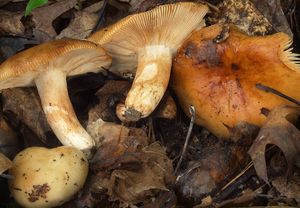 Holubinka tmavolemá - Russula illota Romagn.