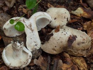 Holubinka černobílá - Russula albonigra (Krombh.) Fr.