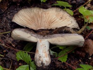 Holubinka palčivolupenná - Russula acrifolia  Romagn.