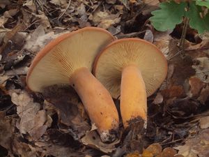 Ryzec syrovinka - Lactarius volemus (Fr.) Fr. 1838