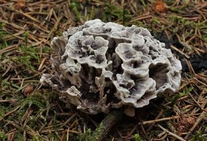 Lošáček tmavý - Phellodon melaleucus (Sowerby)P.Karst