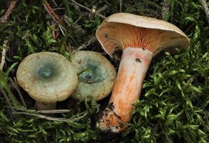 Ryzec smrkový - Lactarius deterrimus Gröger 1968