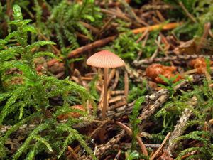 Helmovka růžová - Mycena rosella (Fr.) P. Kumm. 1871