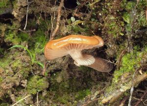 Polnička lysá - Agrocybe erebia (Fr.) Kühner