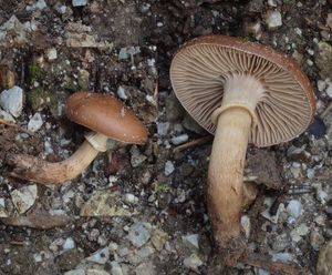 Polnička lysá - Agrocybe erebia (Fr.) Kühner