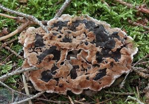 Lošákovec nahloučený - Hydnellum cumulatum K.Harrison