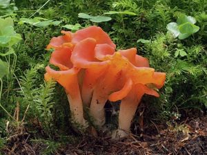 Rosolovec červený - Guepinia helvelloides (DC.) Fr. 1828