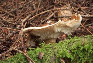 Čirůvka větší - Tricholoma matsutake (S.Ito & S.Imai) Singer