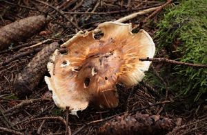 Čirůvka větší - Tricholoma matsutake (S. Ito & S. Imai) Singer 1943