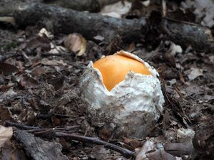 Muchomůrka císařka - Amanita caesarea  (Scop.) Pers. 1801