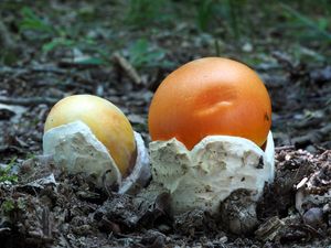 Muchomůrka císařka - Amanita caesarea  (Scop.) Pers. 1801