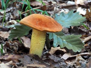 Hřib Quéletův - Boletus queletii Schulzer