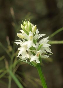 Prstnatec fuchsův  (Dactylorhiza fuchsii )