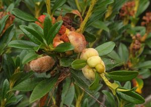 Plíška pěnišníková - Exobasidium rhododendri (Fuckel) C.E. Cramer 1874