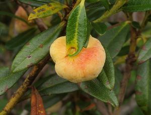 Plíška pěnišníková - Exobasidium rhododendri (Fuckel) C.E. Cramer 1874