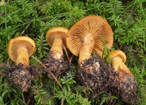 Pavučinec citronově plavý - Cortinarius citrinofulvescens M.M.Moser 2001