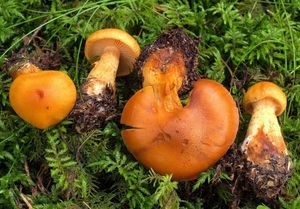 Pavučinec citronově plavý - Cortinarius citrinofulvescens M.M.Moser 2001