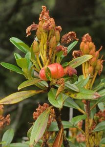 Plíška pěnišníková - Exobasidium rhododendri (Fuckel) C.E.Cramer