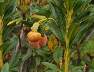 Plíška pěnišníková - Exobasidium rhododendri (Fuckel) C.E.Cramer