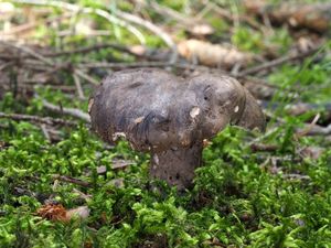 Hrbolatka černobílá - Boletopsis leucomelaena (Pers.) Fayod 1889