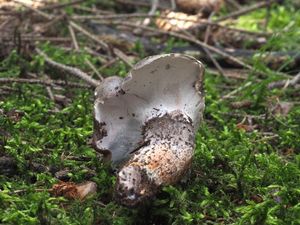 Hrbolatka černobílá - Boletopsis leucomelaena (Pers.) Fayod 1889