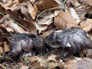 Hrbolatka černobílá - Boletopsis leucomelaena (Pers.) Fayod 1889