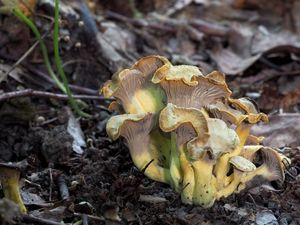 Liška žlutofialová - Cantharellus ianthinoxanthus (Maire) Kühner 1947