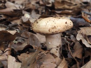 Ryzec bledý - Lactarius pallidus Pers.