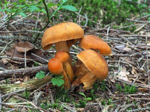 Pavučinec žlutoplavý - Cortinarius limonius (Fr.) Fr. 1838