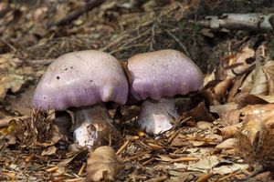 Pavučinec měnlivý - Cortinarius variicolor (Pers.) Fr.