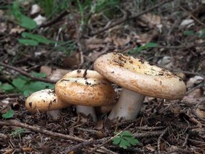 Ryzec Bresadolův - Lactarius zonarioides Kühner & Romagn.