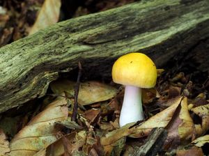 Holubinka sluneční - Russula solaris Ferd. et Winge