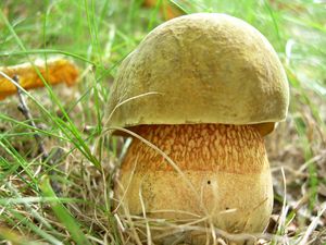 Hřib koloděj - Suillellus luridus (Schaeff.) Murrill 1909