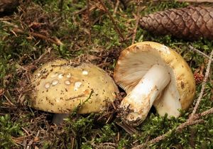 Holubinka kyjonohá - Russula clavipes Velen. 1920