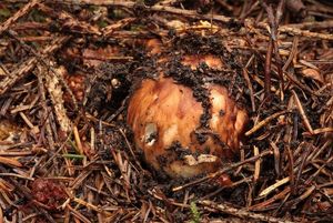 Čirůvka větší - Tricholoma matsutake (S.Ito & S.Imai) Singer