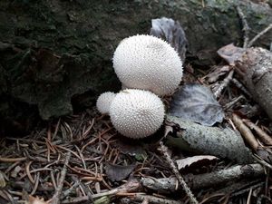 Pýchavka obecná - Lycoperdon perlatum Pers. 1796