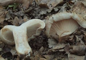 Holubinka palčivolupenná - Russula acrifolia  Romagn.