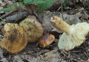 Holubinka nejvonnější (marcipánová) - Russula fragrantissima Rogman.