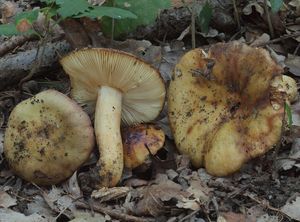 Holubinka nejvonnější (marcipánová) - Russula fragrantissima Rogman.