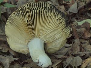 Holubinka jižní - Russula seperina Dupain