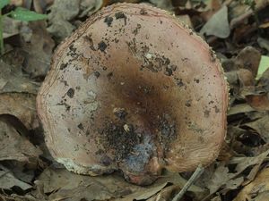 Holubinka jižní - Russula seperina Dupain 1912