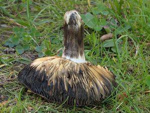 Holubinka jižní - Russula seperina Dupain