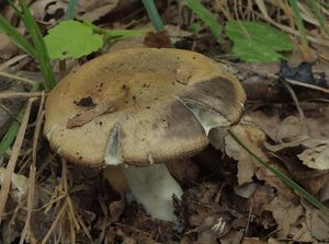 Holubinka jižní - Russula seperina Dupain 1912