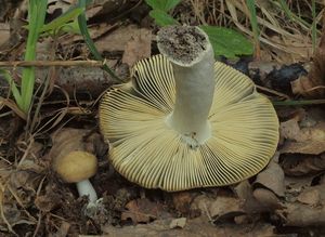 Holubinka jižní - Russula seperina Dupain 1912