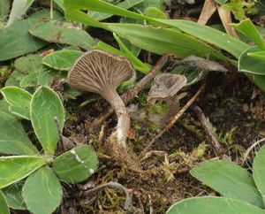 Závojenka zvlněná - Entoloma undatum (Gillet) M.M.Moser 1978