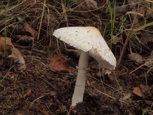 Bedla odřená - Macrolepiota excoriata (Schaeff.) Wasser